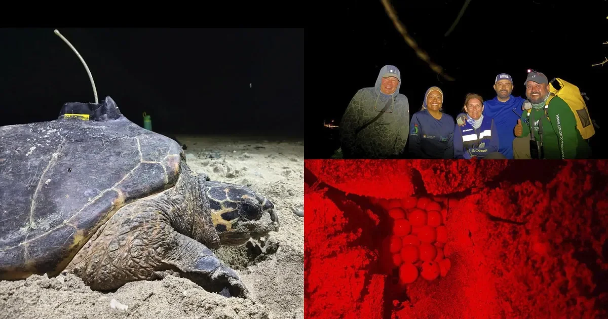 Registran anidación de tortuga carey en Islas Marías y colocan rastreador satelital