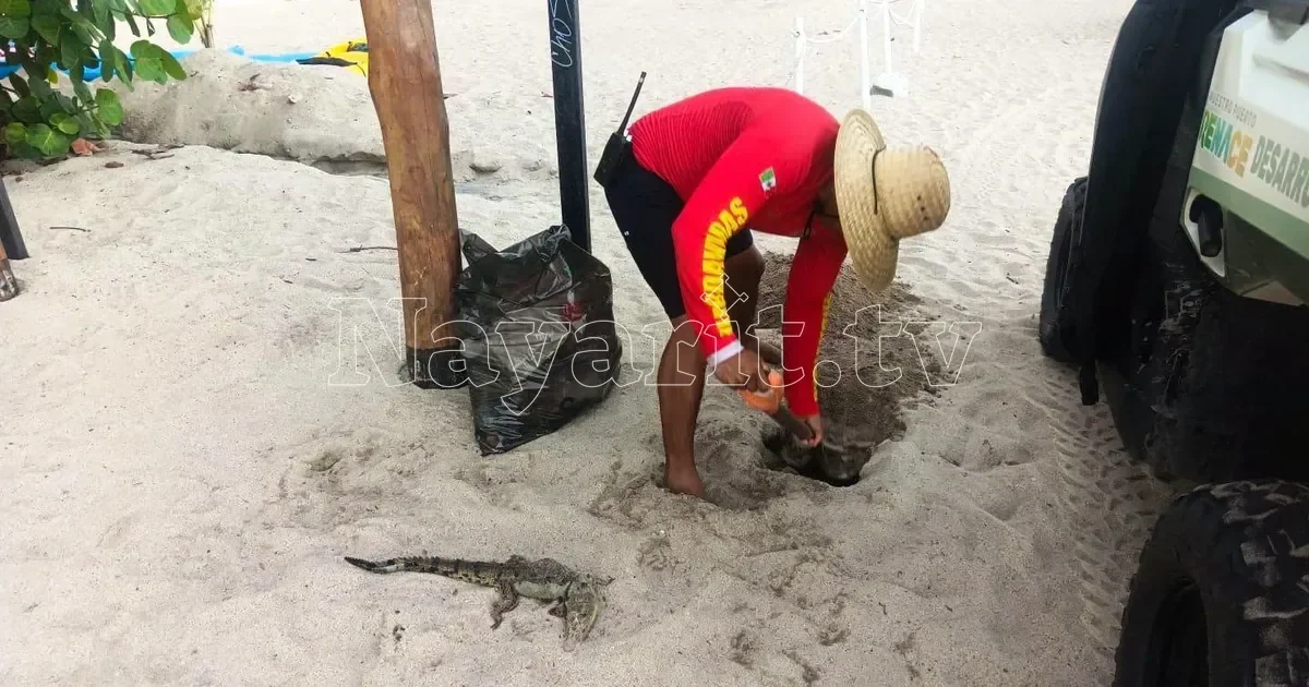 Hallan octavo cocodrilo muerto en Puerto Vallarta; buscan la causa