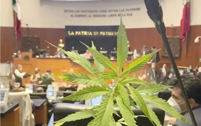 Marihuana: continúa la polémica