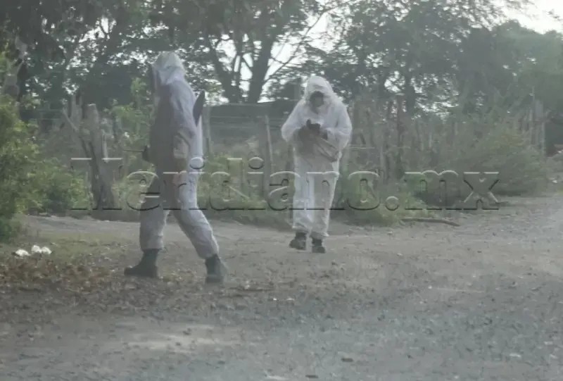 Enjambre de abejas atacó a ladrilleros