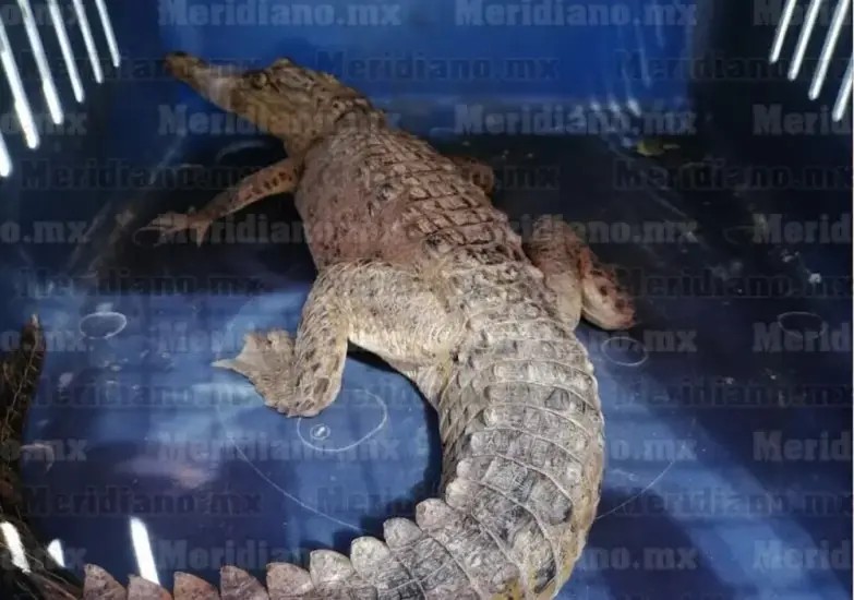 Capturan cría de cocodrilo frente al \"Prieto Ibarría\" en Puerto Vallarta