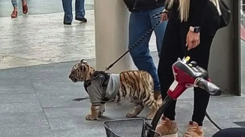 México. PROFEPA busca al Tigre captado en plaza de la CDMX