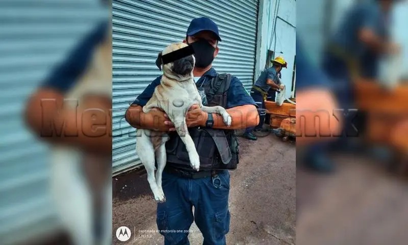 Rescatan perro en incendio de maderería en \"lomas de en medio\"