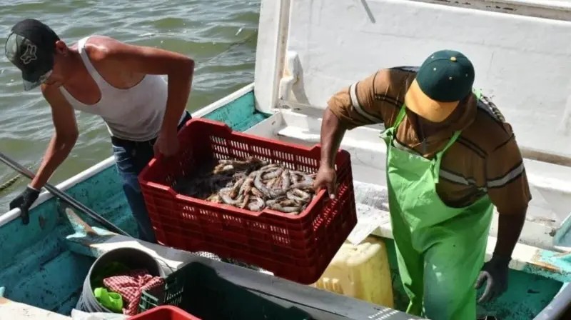Guasave. Regular, inicio de captura de camarón en bahía