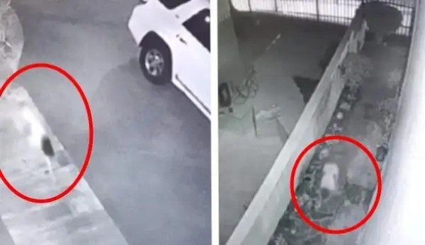 VIDEO: La \"niña perro\" reaparece después de 11 años. Te contamos su historia