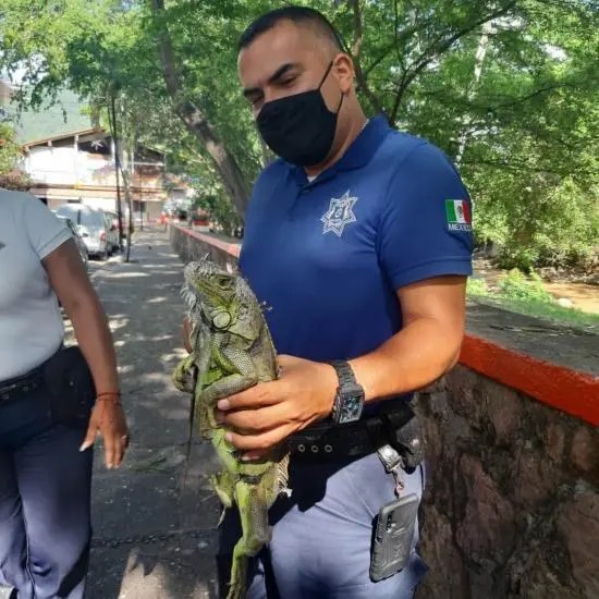 La Patrulla Verde Tiene Trabajo Intenso, Diario