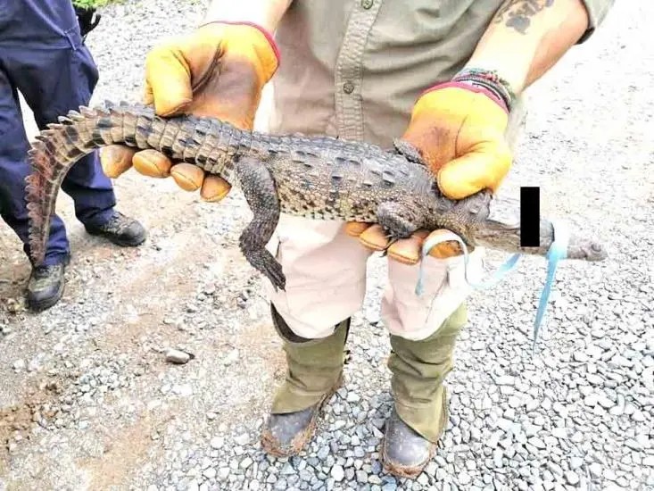 Liberan cocodrilo cría
