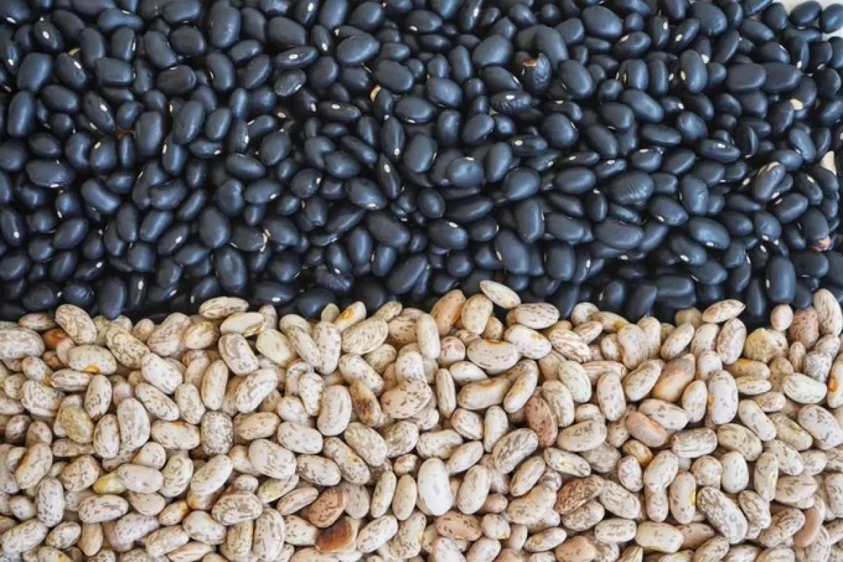 Reporta Nayarit gran incremento de producción de frijol