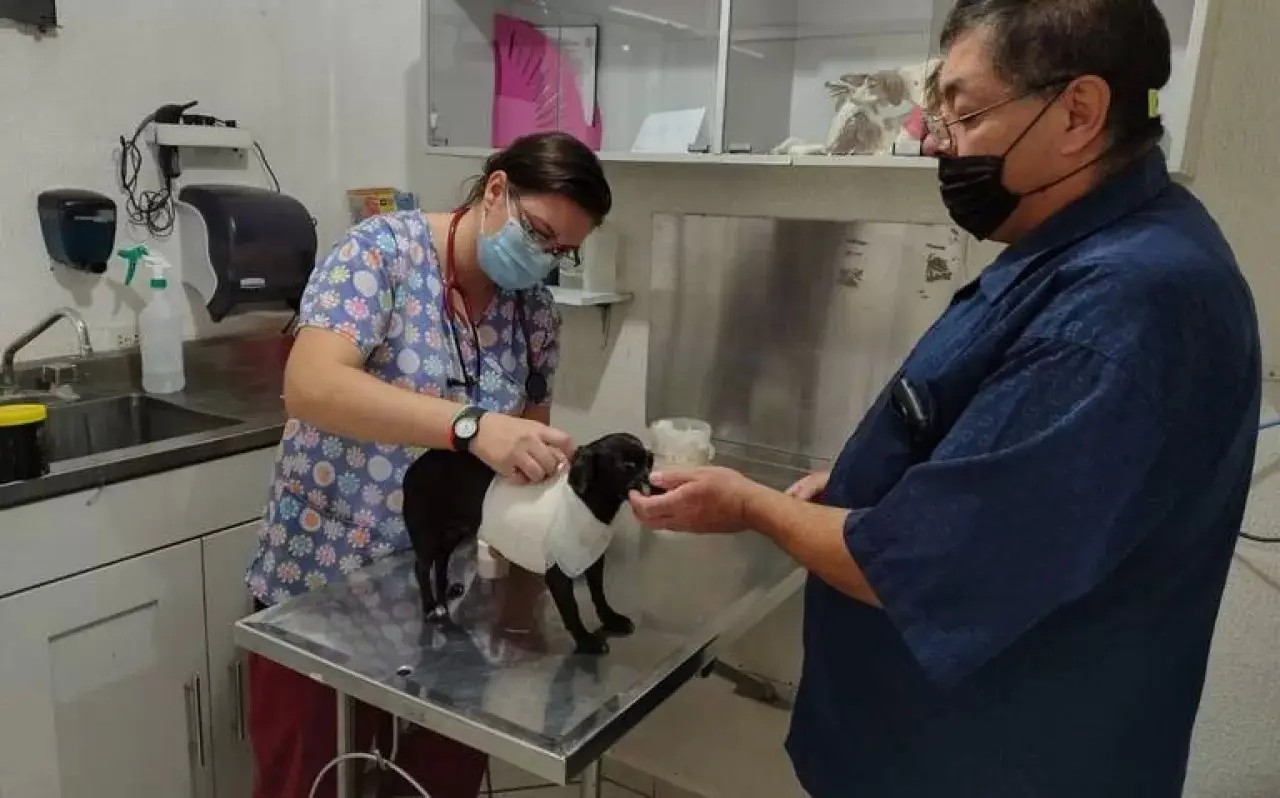 Construirán hospital veterinario público en Tepic