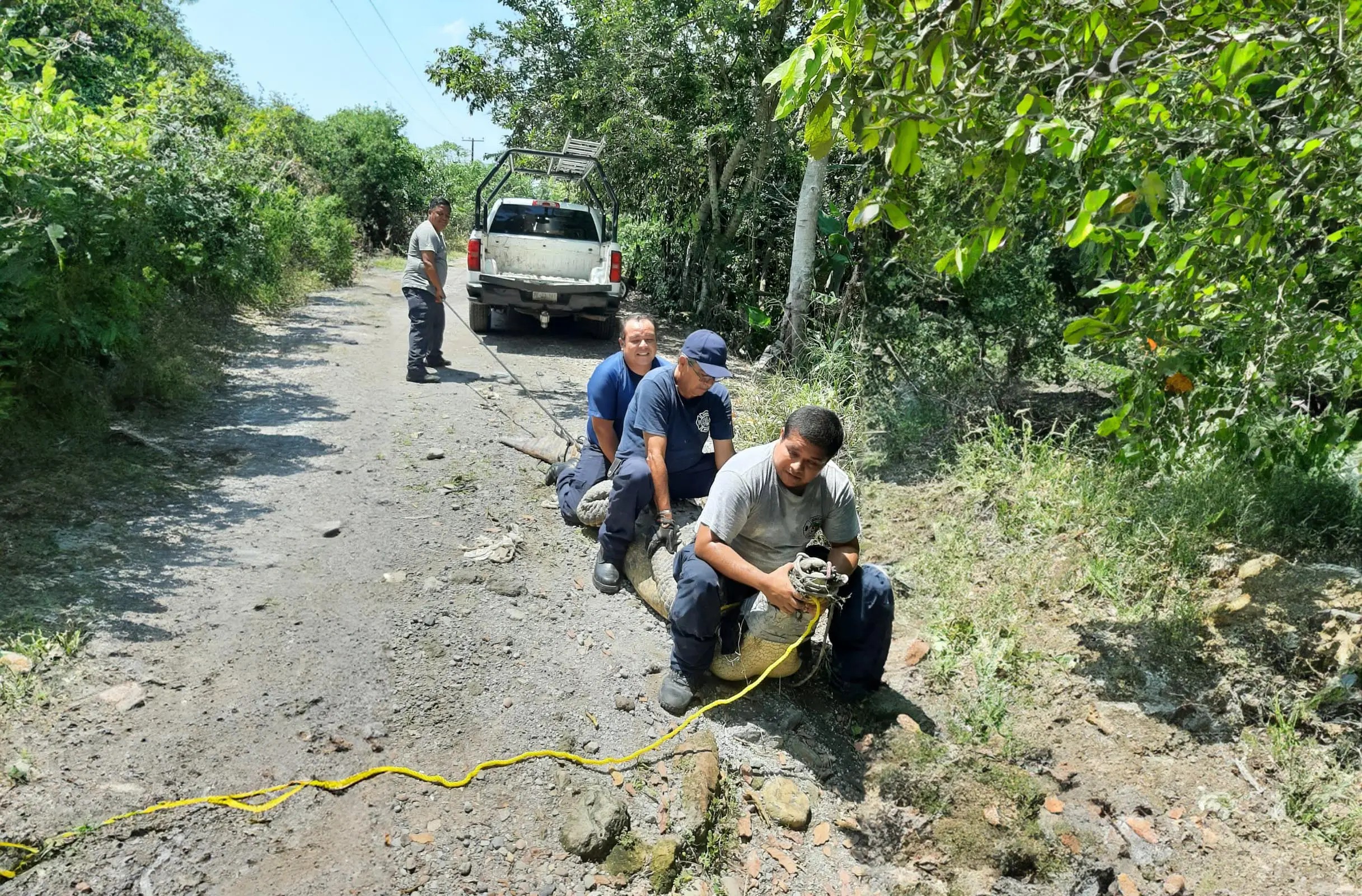 Reubican a cocodrilo encontrado en Pantanal, Xalisco