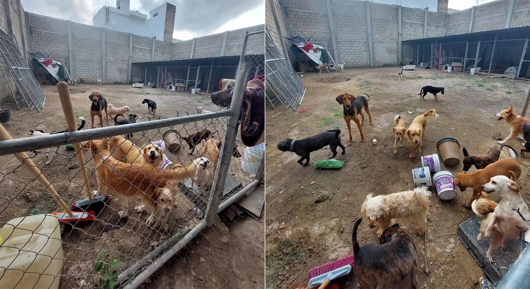 Albergue en proceso de investigación por supuesto 'maltrato animal'; Desmienten clausura