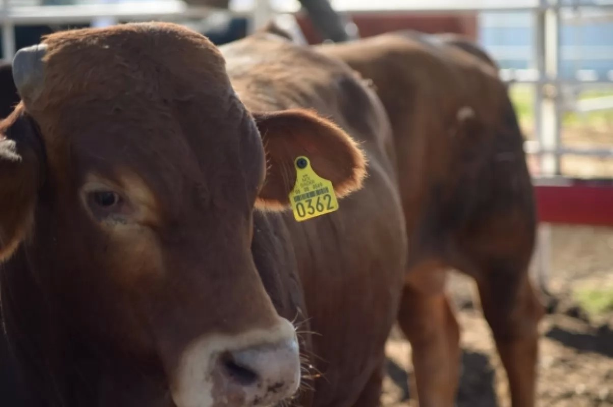 Miles de cabezas de ganado se perdieron por \"Pamela\" en Nayarit