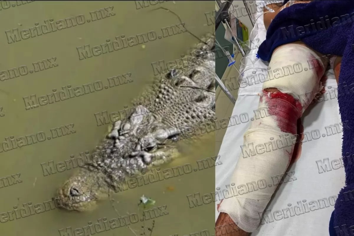 ¡cocodrilo atacó a turista en playa de nuevo vallarta!