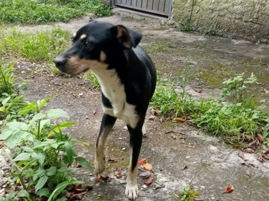 Rescatan perro abandonado en la colonia Corregidora de Tepic