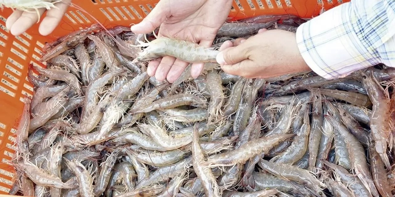 Subirá el precio del camarón y ostión