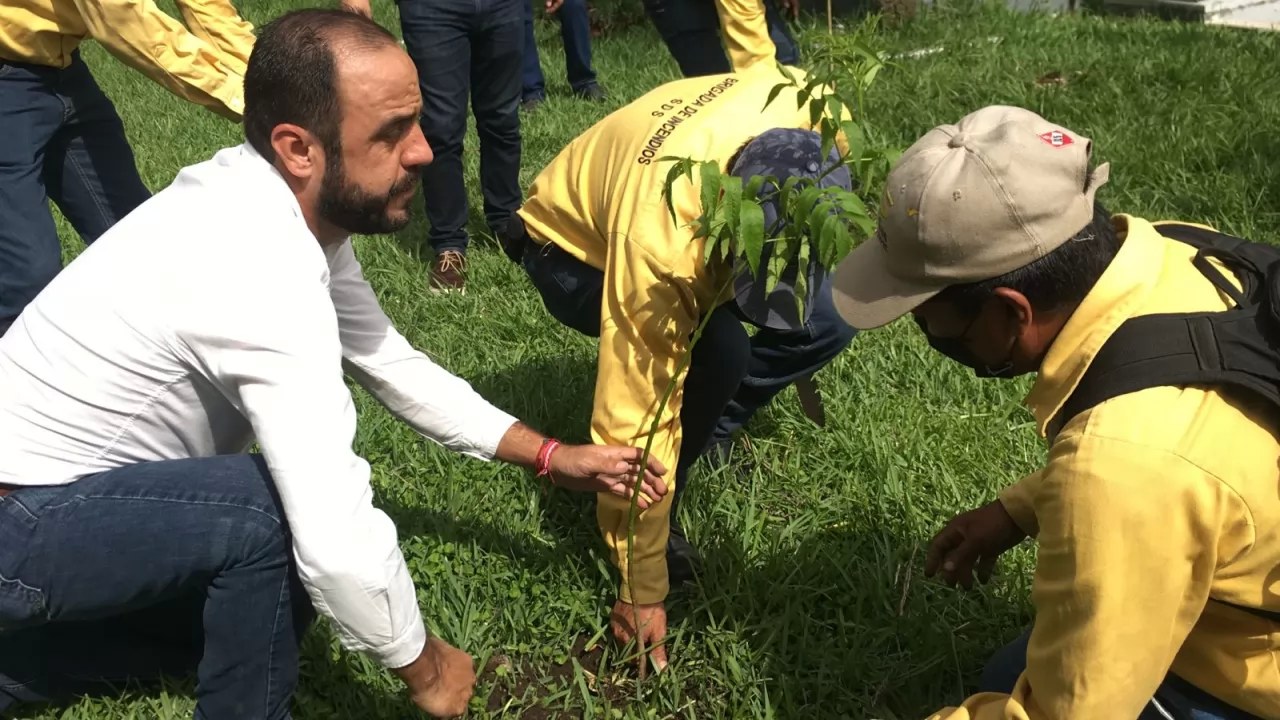\"Adopta un árbol\": Invita Gobierno a participar en reforestación