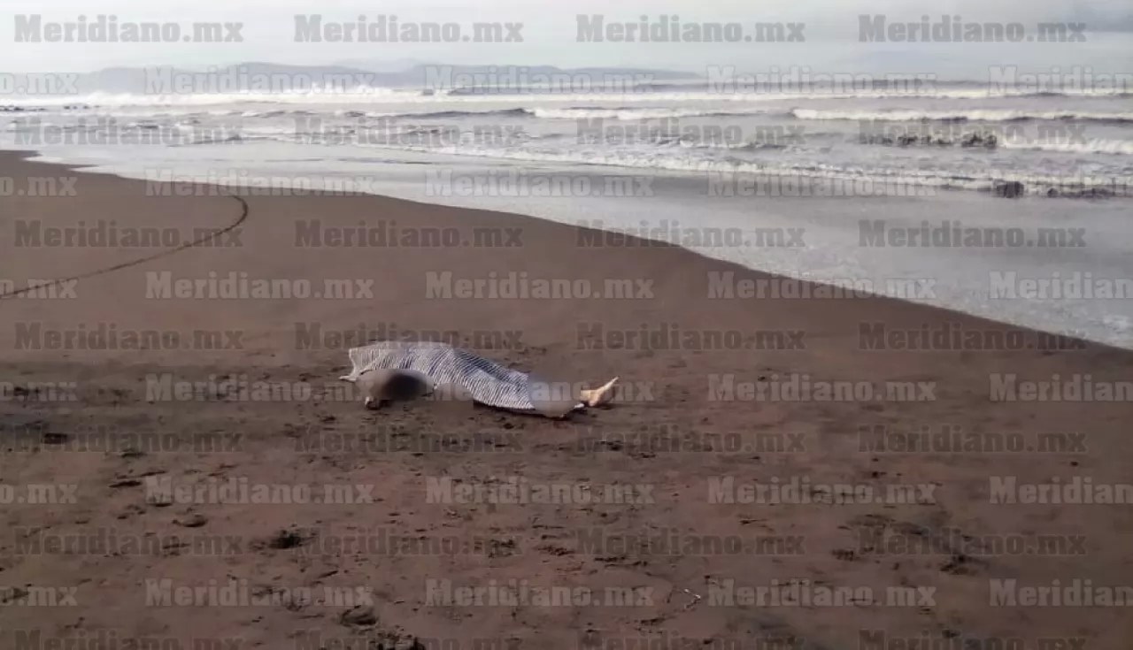 Muere ahogada mujer mayor en la playa del Borrego