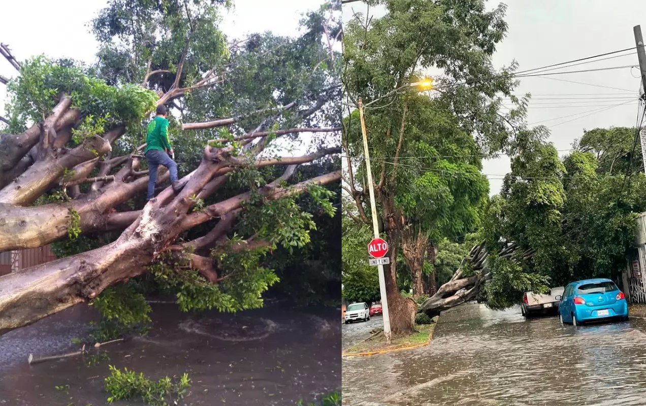 Derribó tormenta más de 10 árboles en Tepic