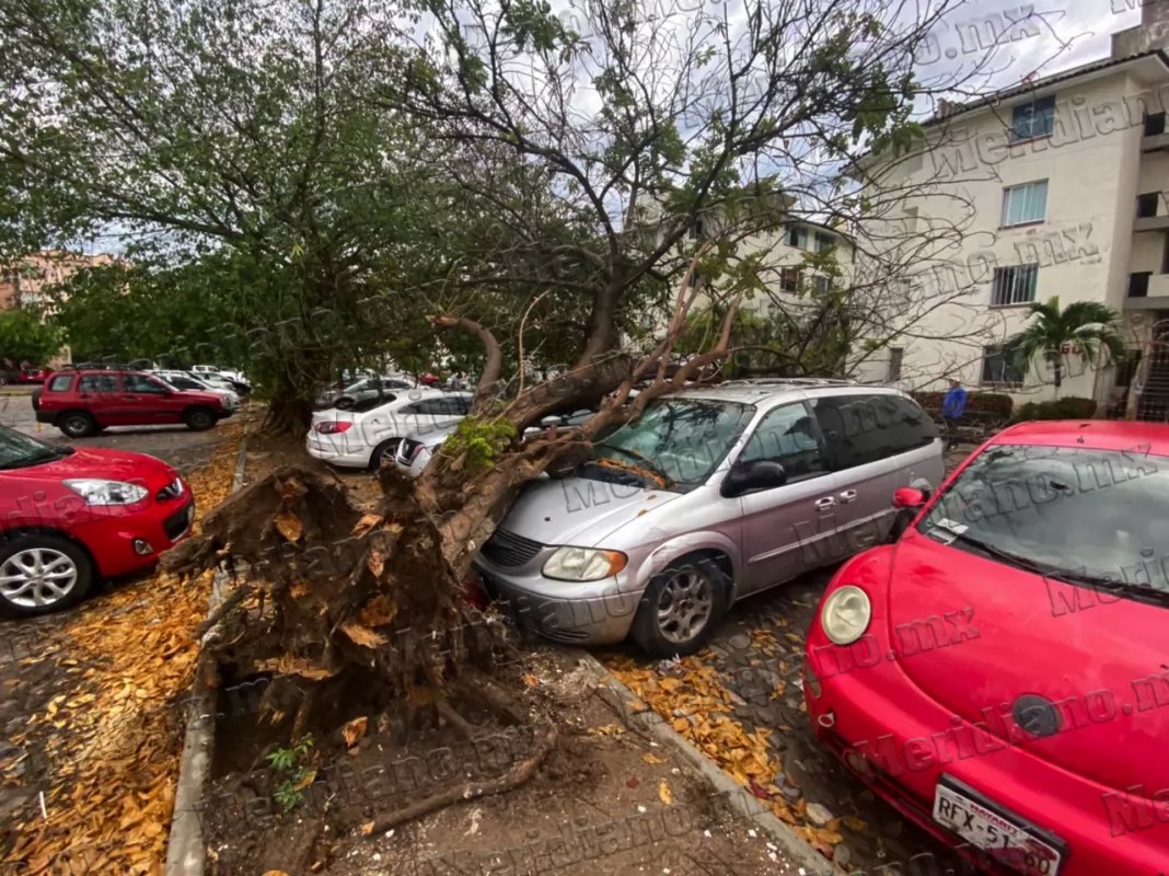 ¡árbol aplastó tres vehículos!