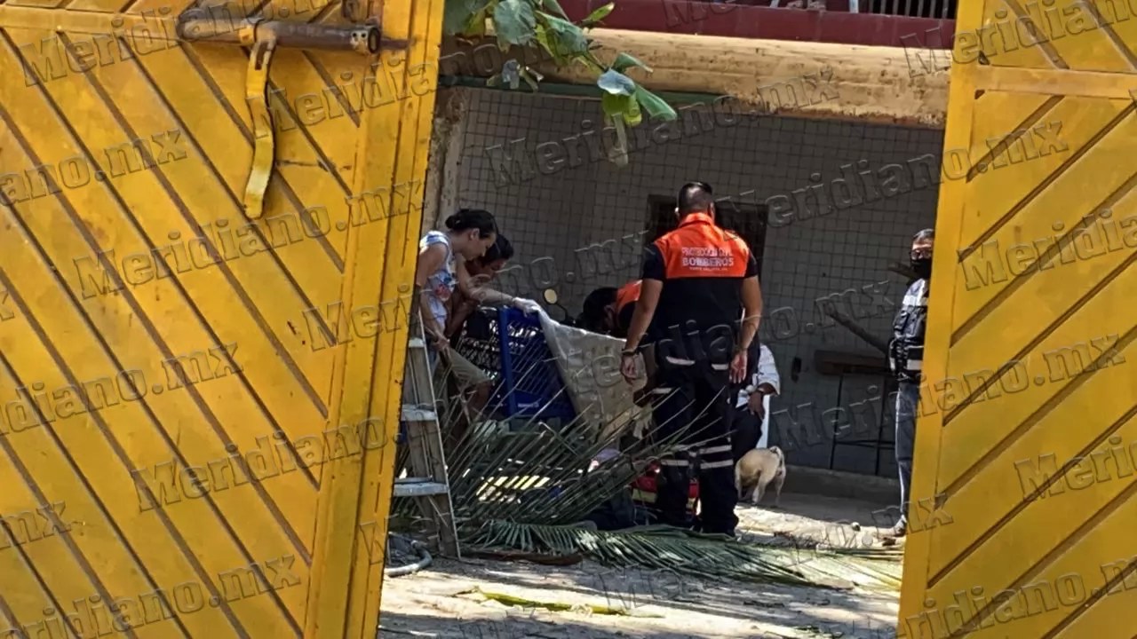 ¡joven se cayo de  una palmera!