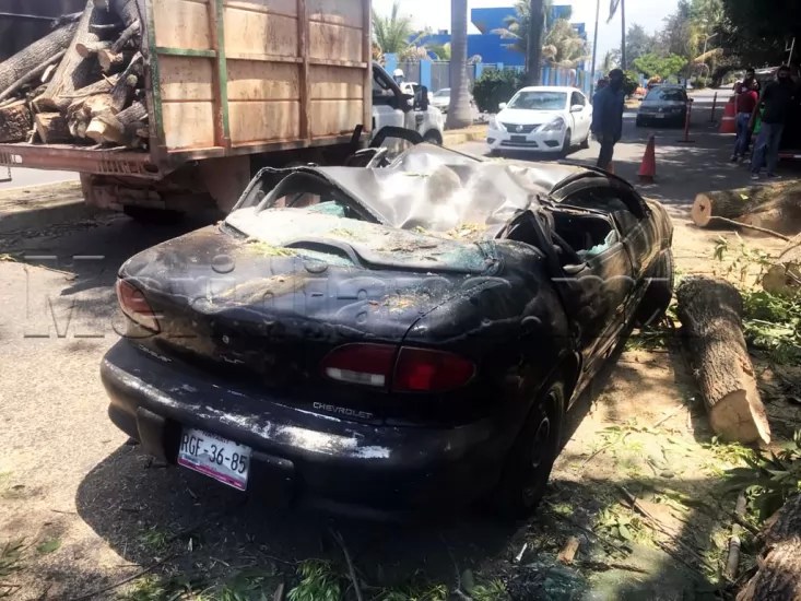 Árbol destruyó su modesto automóvil en la colonia Los Fresnos