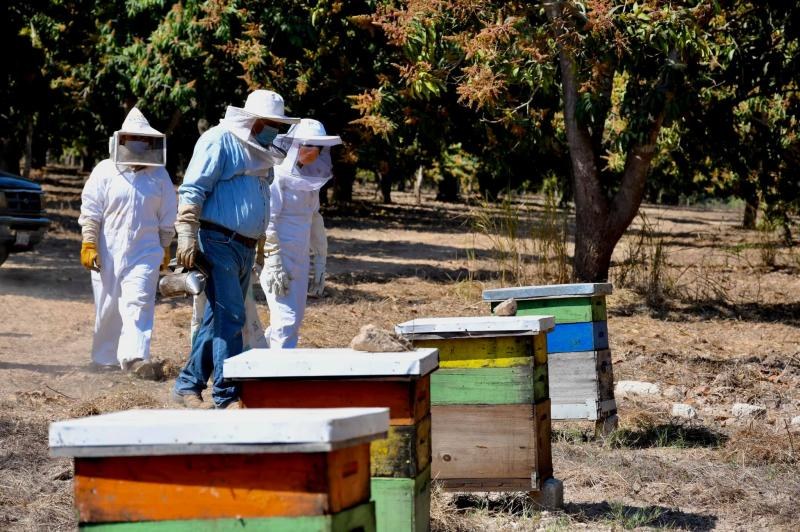 Plaguicidas afectan la apicultura nayarita: Julieta Mejía