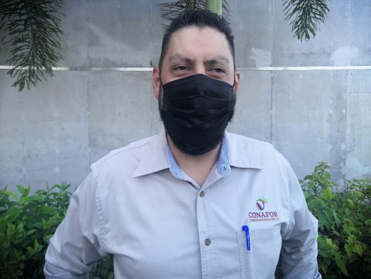 CONAFOR pide consumir pinos navideños naturales de Michoacán, Guanajuato y Estado de México