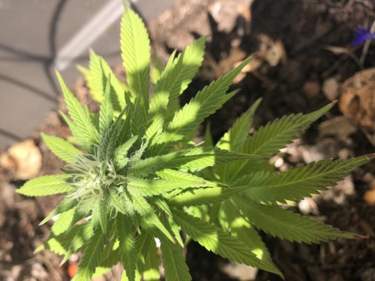 Senado aprueba la despenalización del uso lúdico de la marihuana