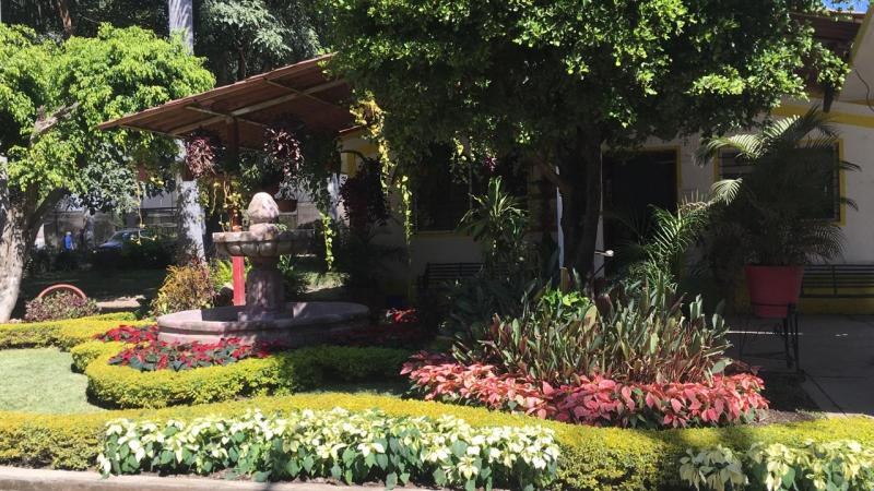 ¡Llega el aroma navideño!: Plantan nochebuenas en espacios públicos de Tepic