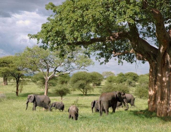 La población de elefantes en Kenia se duplica desde 1989