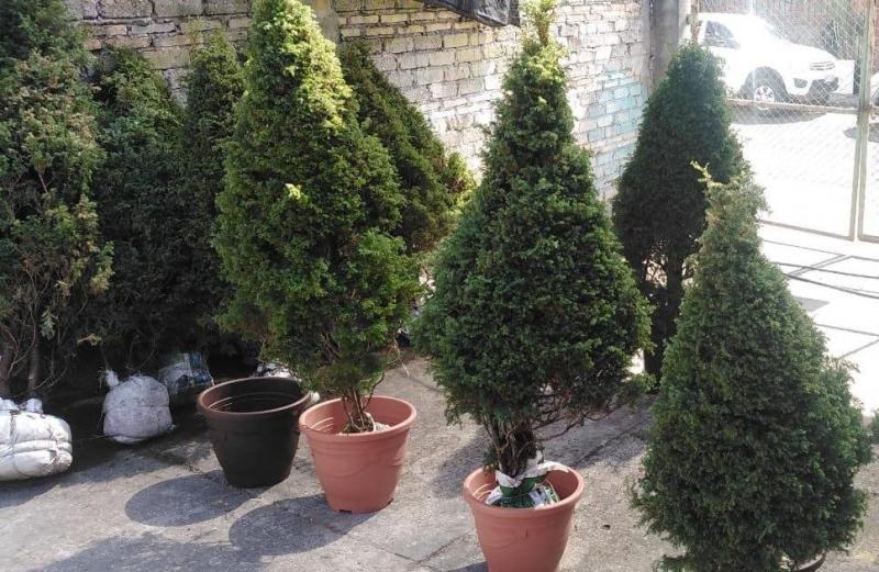 Árboles navideños con maceta la moda esta navidad en Tepic